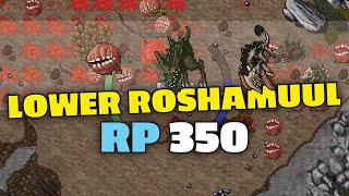 Lower Roshamuul  RP 350 solo  Tibia hunting [upl. by Weismann679]