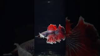 fighter fish bettafish [upl. by Charity]