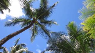 Halekulani Hotel Pool side 07 2016 MVI 6259 [upl. by Hyacinth]