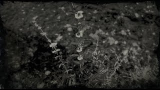 Wild Mint Plant Location  Red Dead Redemption 2 RDR2 Herbs [upl. by Deery]