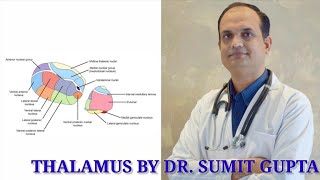 THALAMUS  An Overview [upl. by Lladnarc]