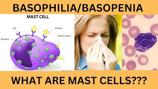 BASOPHILS NORMAL RANGE FUNCTIONSINCREASED BASOPHIL COUNT BASOPHILIABASOPENIAMAST CELLS [upl. by Stalker594]