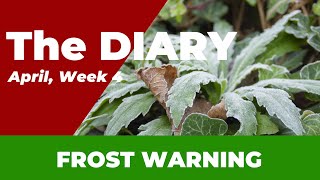 Weekly Gardening Diary Crucial Planting Insights amp Frost Protection Tips  April 23rd Update [upl. by Chak]