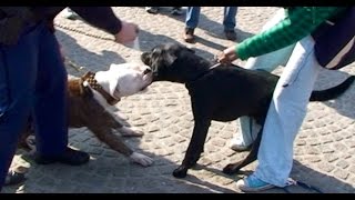 Police Pepper spray for fighting Pitbull in Amsterdam [upl. by Aronael]