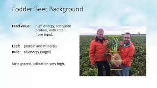 Feeding fodder beet to dairy cows [upl. by Lissa832]