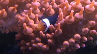 Amphiprion percula  TrauerbandAnemonenfisch [upl. by Chastity]