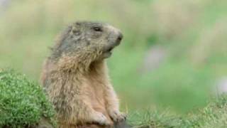 Walk On The Wild Side  Prairie Dog Alan [upl. by Meunier]