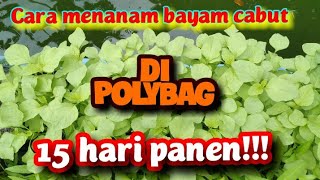 CARA MENANAM BAYAM CABUT DI POLYBAG SUPAYA CEPAT PANEN [upl. by Fries]