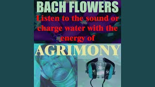 Agrimony [upl. by Zsa]