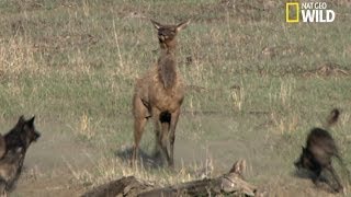 Le courage dune mère élan face aux loups [upl. by Devland947]