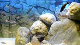 Kitumba Cyprichromis leptosoma jumbo kitumba Cichlid AquariumTanganyika Cichlids [upl. by Yuma331]