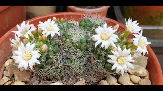 Mammillaria decipiens [upl. by Cinemod]