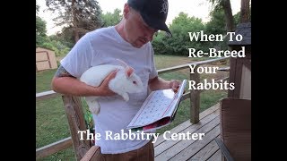 When To ReBreed Your Rabbits [upl. by Ailahs]