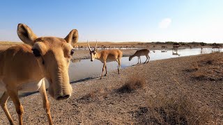 Watching saigas at a watering hole Сайгаки на водопое [upl. by Sykes]