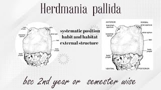 herdmania pallida chordata bsc 2nd year and semester wise for all universities [upl. by Shelley]