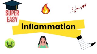 Inflammation Pathology  Inflammatory Response  Acute Inflammation  Chronic Inflammation [upl. by Nilerual137]