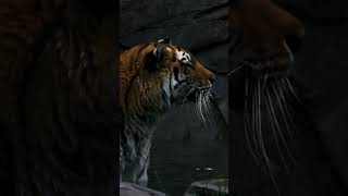 Happy Birthday Misha the Amur Tiger wildlife animals tiger [upl. by Joung]