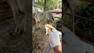 Penyuntikan obat vitamin pada sapi terkurus dikandang lembu shorts cow [upl. by Bergess342]