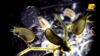 Bladderwort catching flea in slow motion [upl. by Lossa]