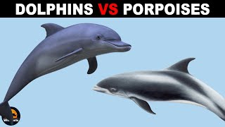 What Is The Difference Between Porpoises and Dolphins [upl. by Bevvy]