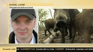 Så hanterar du ett möte med vildsvin  Nyhetsmorgon TV4 [upl. by Odlabso]