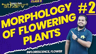 Morphology of Flowering Plants Class 11 Biology NCERT Chapter 5 2  Inflorescence Flower  Atharv [upl. by Murdoch680]