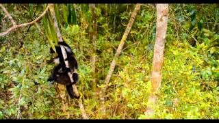 Where Did Lemurs Get Their Name Exclusive Preview of Island of Lemurs Madagascar [upl. by Atsirc]