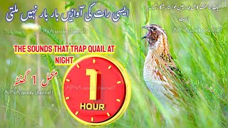 1 Hour of Quail Sounds Batair ki Awaz 1 ghante ki [upl. by Nedaj334]