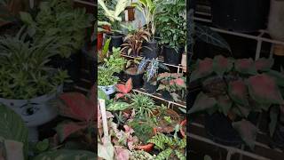 Motivate yourself and work for your dreams motivation gardening passion shorts viralvideo love [upl. by Viccora62]