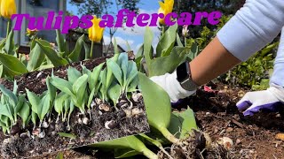 Digging up tulips after blooming  saving my tulips bulbs for next year [upl. by Kachine]