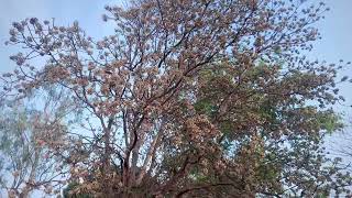 Mahua Ka Phool महुवा का फूल mahua [upl. by Tullus668]