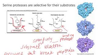 Enzymes Serine Proteases Dr Terrell [upl. by Fadiman188]