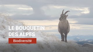 Le Bouquetin des Alpes [upl. by Milone]