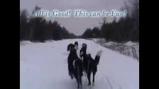 Border Collie Dog Sledding [upl. by Romonda]