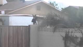 Coyote takes cat from garden [upl. by Anot]