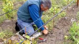 Field Grafting a New Vineyard at Small Vines Estate [upl. by Nerrej]