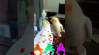 Adorable Cockatiel Milos Cute Singing 😍 cockatielscraze [upl. by Gerianna]