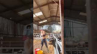 UNE JEUNE AGRICULTRICE DONNE A MANGER AUX VEAUX  agricultrice agricole agriculture [upl. by Shyamal]