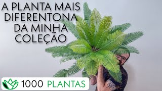 Dioon edule  Palma das Virgens  Cycad  16 de 1000 plantas [upl. by Saint]