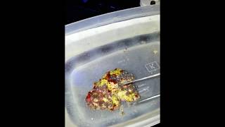 How To Remove Zoa Eating Nudibranch From Zoanthids [upl. by Bonnie]