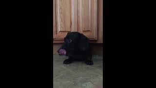 Dog suffering stroke caught on camera [upl. by Pamela]