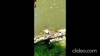 Video Turtling Large Turtle swimming to amp crawling onto a boulder at the Harpeth River TN USA [upl. by Aleinad175]