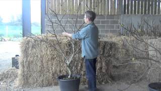 Fig Trees A guide to winter pruning [upl. by Eninnaj]