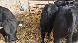 5 Suckler Bred Angus Bull Weanlings [upl. by Nolie]