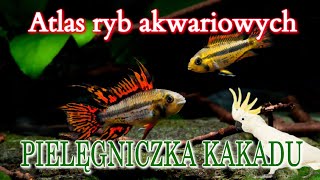 PIELĘGNICZKA KAKADU  Apistogramma Cacatuoides  Opowiada Patryk Jaworski [upl. by Alam]