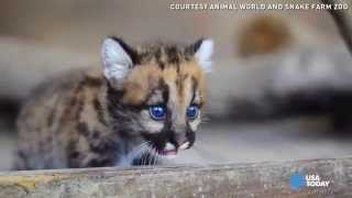 Watch Baby cougars romp around their new home [upl. by Elsbeth]