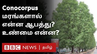 Conocarpus இந்தியா பாகிஸ்தானை அச்சுறுத்தும் மரங்கள்  தீர்வு என்ன [upl. by Netaf282]