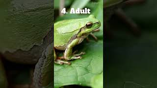 The 4 Stages of a Frogs Life [upl. by Naivaj]