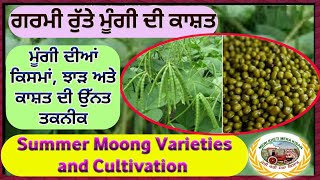 Summer Moong Cultivation ਗਰਮੀ ਰੁੱਤੇ ਮੂੰਗੀਂ ਦੀ ਕਾਸ਼ਤ Shergill Markhai [upl. by Riocard231]