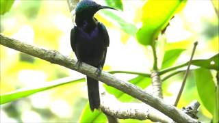 CopperThroated Sunbird Male [upl. by Ninazan523]